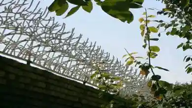 حفاظ شاخ گوزنی تهران