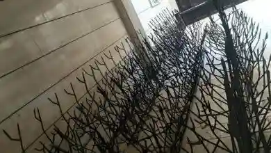 حفاظ شاخ گوزنی مدل آبشاری