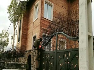 شاخ گوزنی متری چنده؟