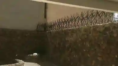 شاخ گوزنی خاردار