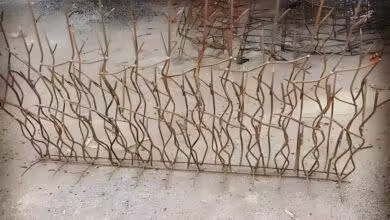 انواع حفاظ شاخ گوزنی