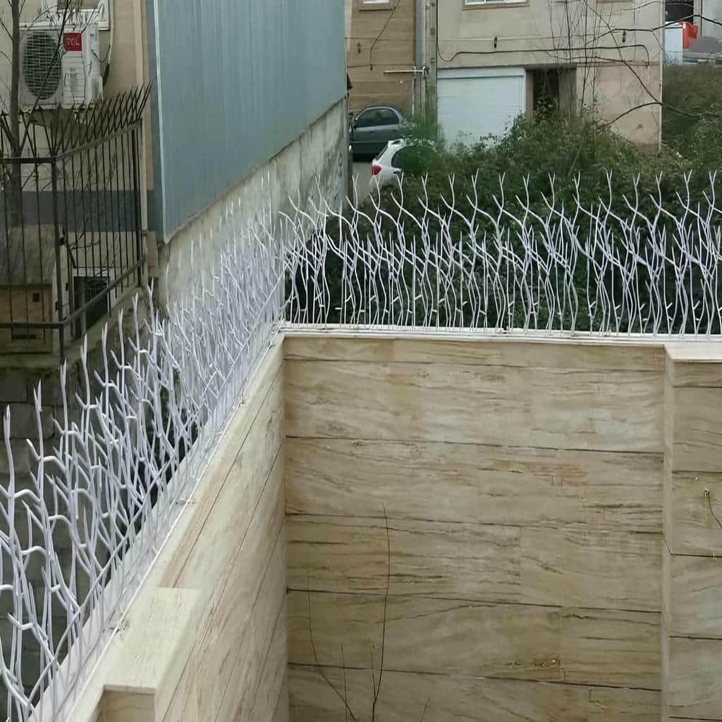 حفاظ شاخ گوزنی در سبزوار