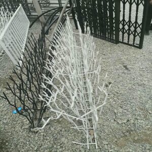 حفاظ شاخ گوزنی در استان مازندران