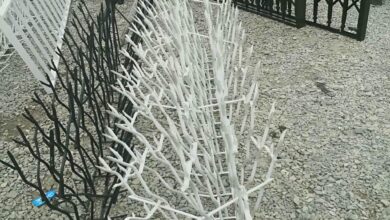 حفاظ شاخ گوزنی در استان مازندران