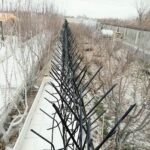 حفاظ شاخ گوزنی در چابهار