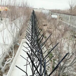 حفاظ شاخ گوزنی در چابهار
