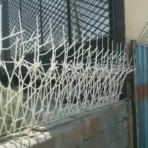 حفاظ شاخ گوزنی در سقز