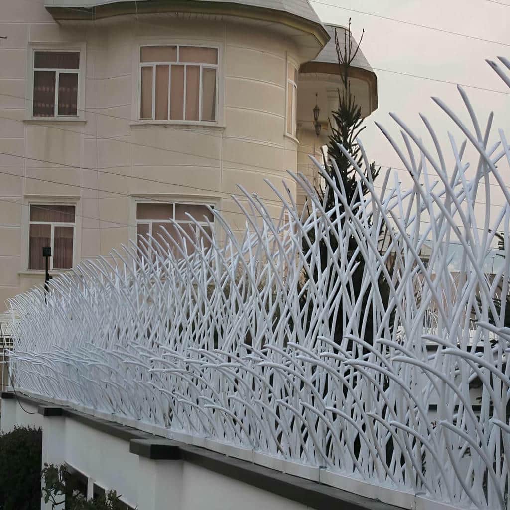 حفاظ شاخ گوزنی در گنبدکاووس