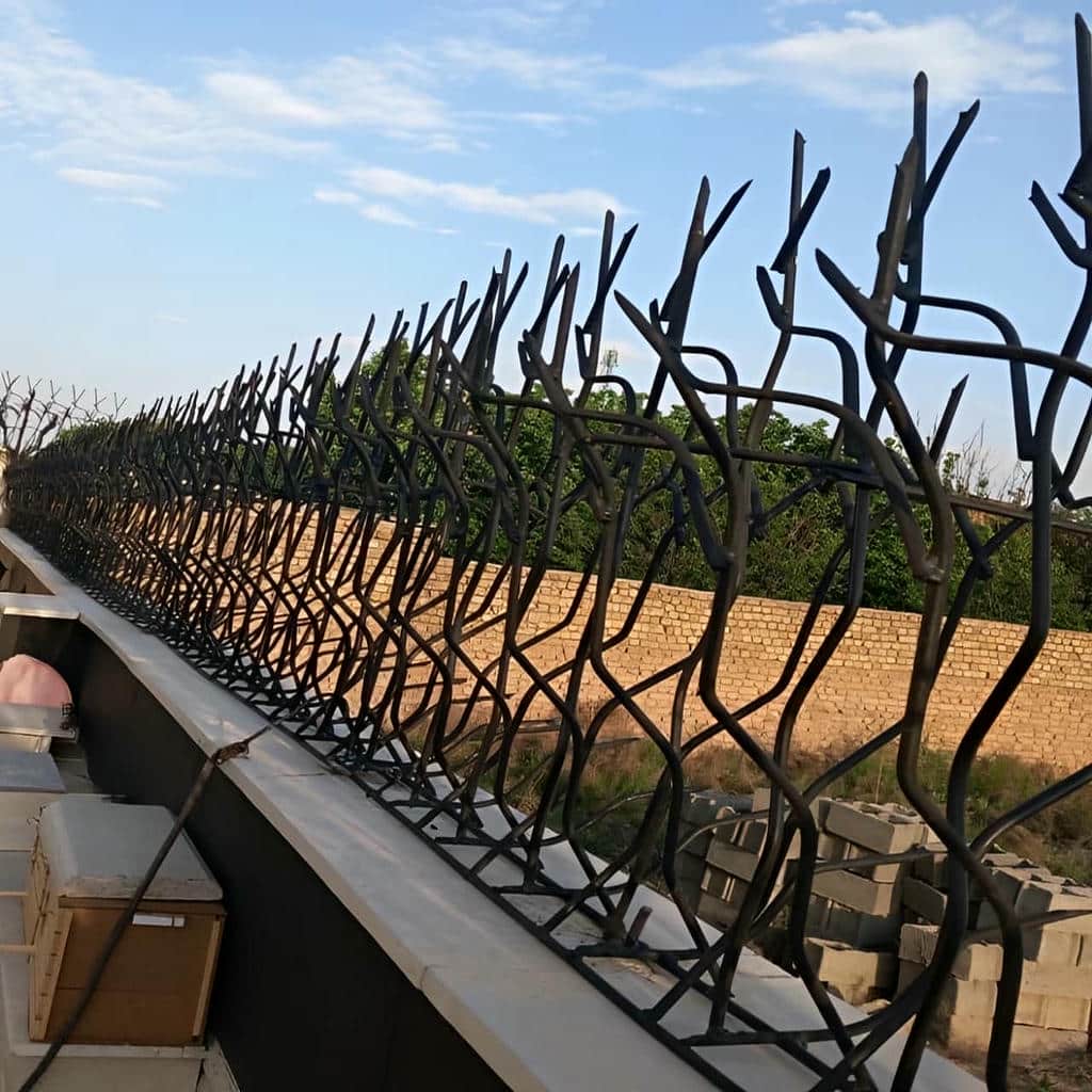 حفاظ شاخ گوزنی در رشت