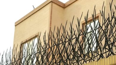 حفاظ شاخ گوزنی در همدان