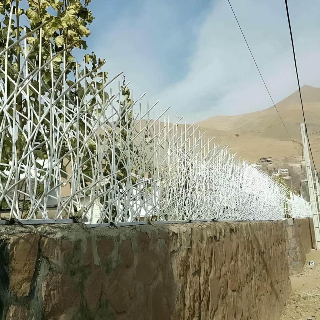 حفاظ شاخ گوزنی در زاهدان