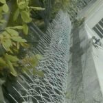 حفاظ شاخ گوزنی در بندر بوشهر