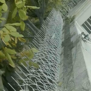 حفاظ شاخ گوزنی در بندر بوشهر