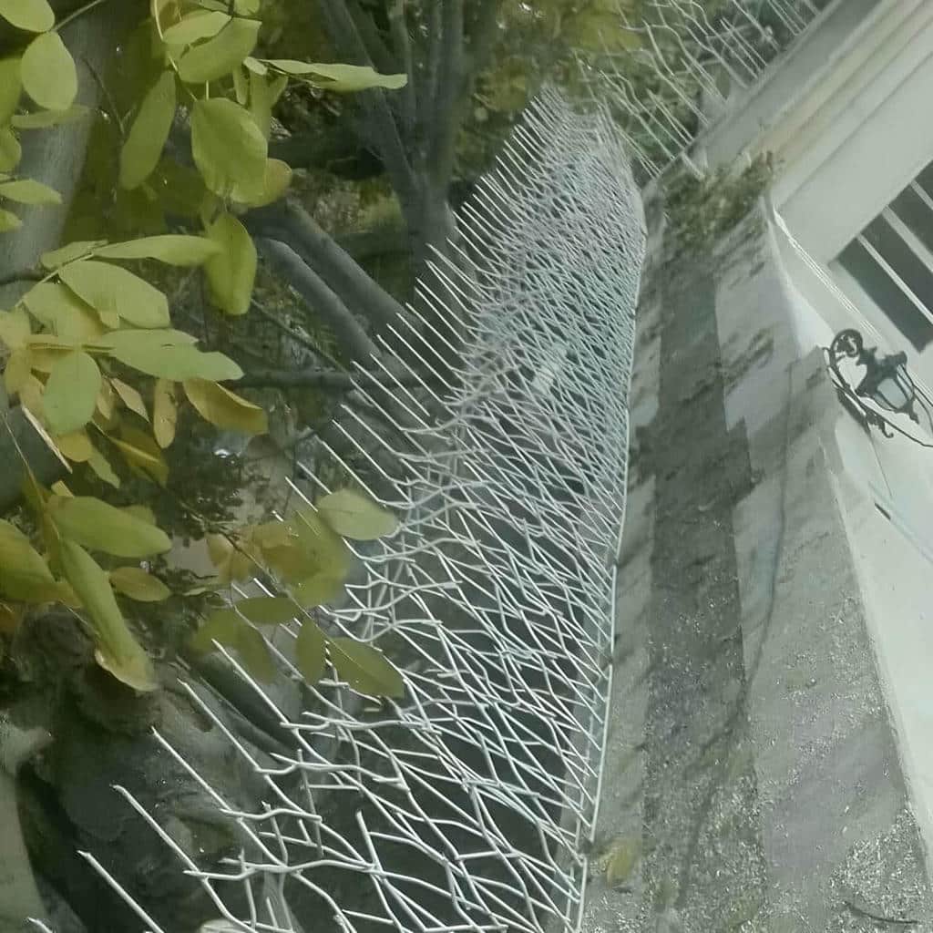 حفاظ شاخ گوزنی در بندر بوشهر