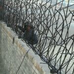 fence-wall-protection-deer-antler-spear-auw حفاظ شاخ گوزنی در هشتگرد