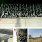 حفاظ شاخ گوزنی در فردیس کرج