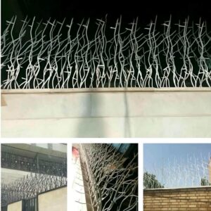 حفاظ شاخ گوزنی در فردیس کرج