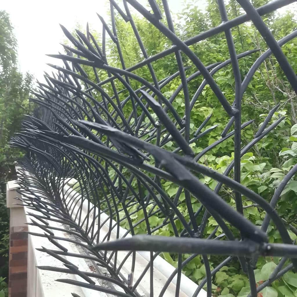 حفاظ شاخ گوزنی در بومهن