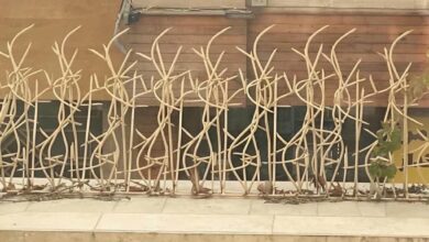 حفاظ شاخ گوزنی در بندر لنگه