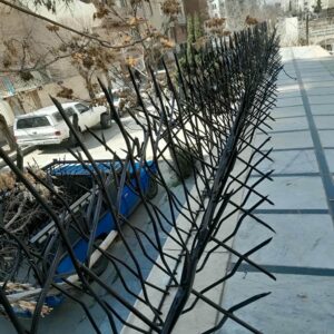 حفاظ شاخ گوزنی در ایرانشهر
