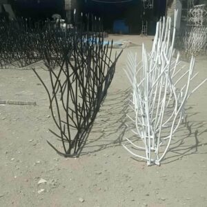 حفاظ شاخ گوزنی در آمل