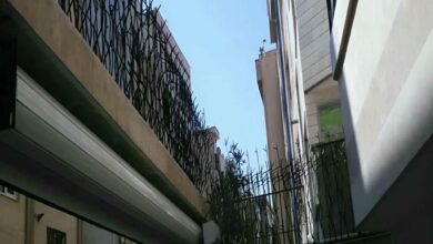 حفاظ شاخ گوزنی در محمودآباد