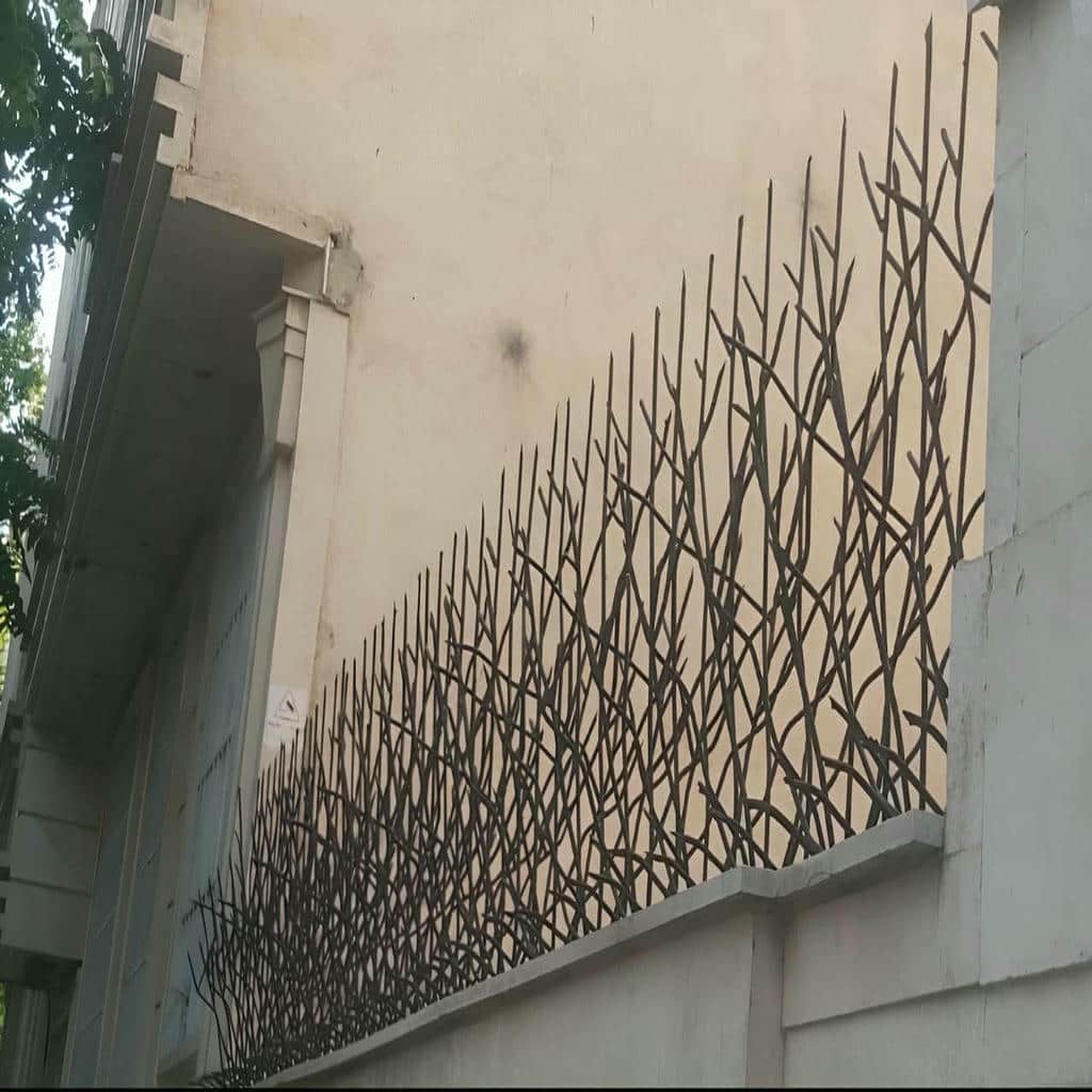 خرید حفاظ شاخ گوزنی شاخه متراکم در آمل