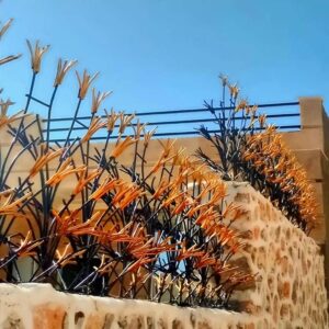 حفاظ شاخ گوزنی در سیرجان