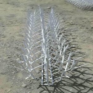 حفاظ شاخ گوزنی در بندر دیلم