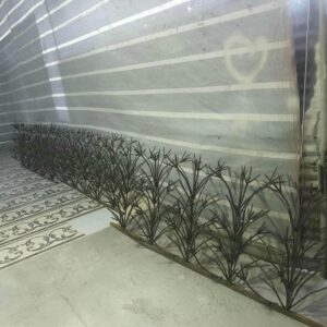 حفاظ شاخ گوزنی در رفسنجان