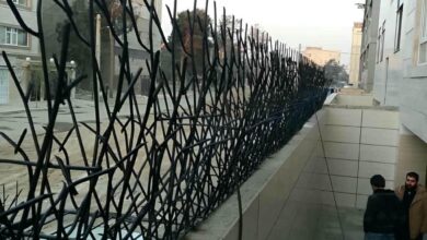 حفاظ شاخ گوزنی در قائمشهر