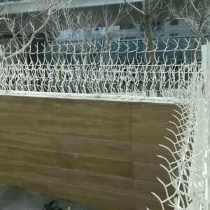 حفاظ شاخ گوزنی در چالوس