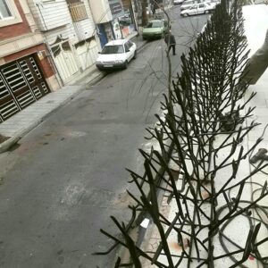 حفاظ شاخ گوزنی در مشهد