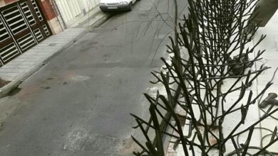 حفاظ شاخ گوزنی در مشهد