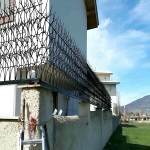 حفاظ شاخ گوزنی در ایلام