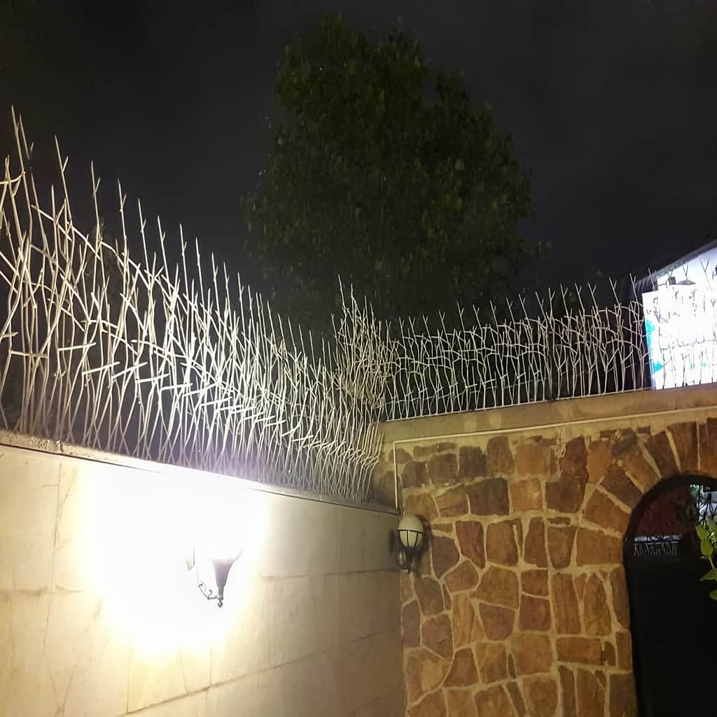 حفاظ شاخ گوزنی خار دار با رنگ مقاوم