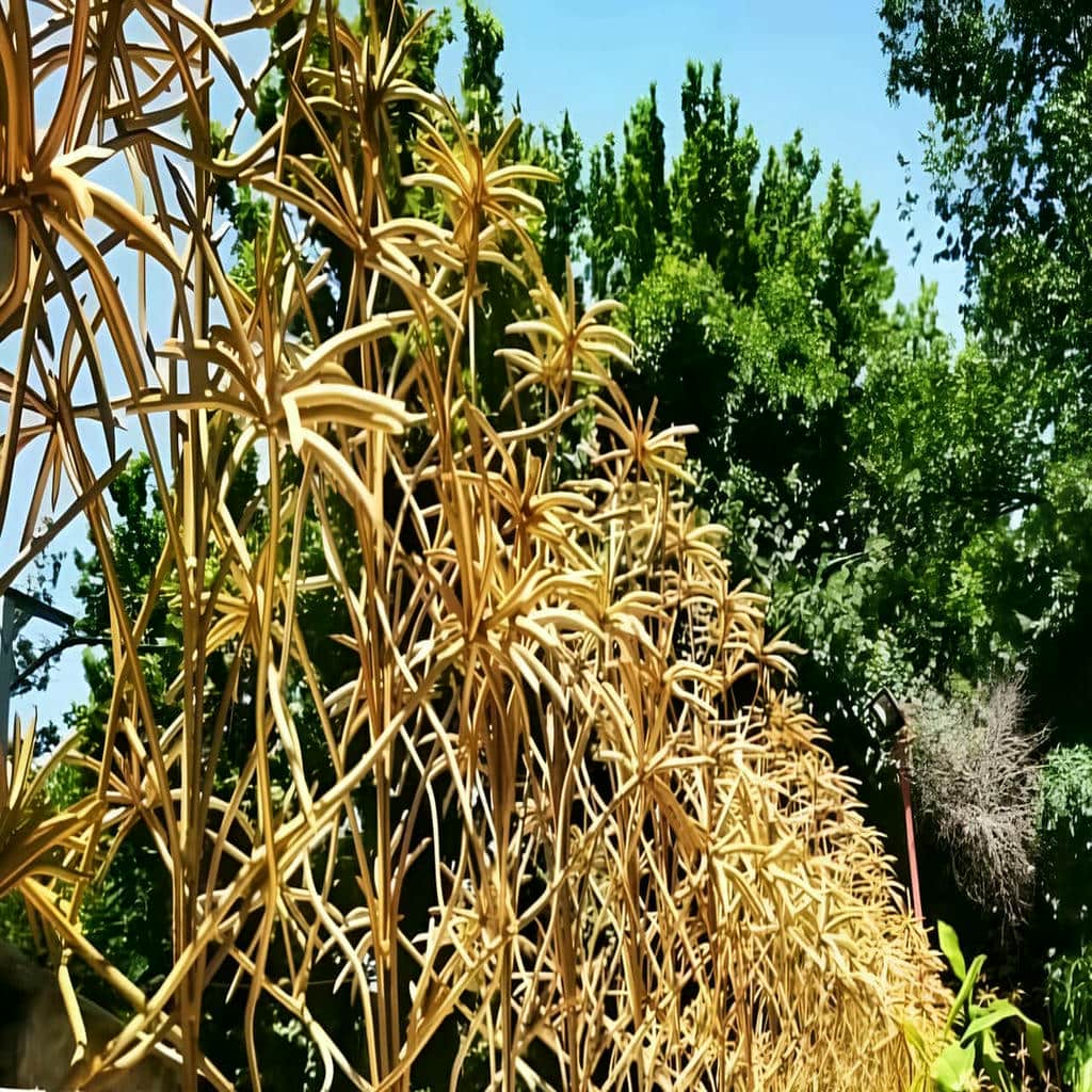 حفاظ نخل مرداب با پایه های آماده بسته بندی