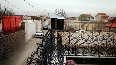 حفاظ نخل مرداب در مرحله بررسی تصاویر دیوار