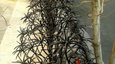 حفاظ نخل مرداب با پوشش سطح مناسب شرایط مرطوب